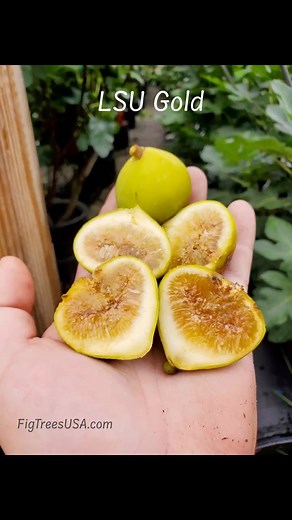 Fig of the day! LSU Gold #figtreesusa #figoftheday #figvariety #figs #figseason #figcutting #figcuttings #fruittrees #fruits #figcollection #figtree #figlover #fruit #tropicalfruit #fruitgrower #fig #rarefigs #gardening #gardenlife #ediblegarden #garden #gardeninglife #orchard #greenhouse #farming #homeorchard #backyardgarden #lsugoldfig | Fig Trees USA