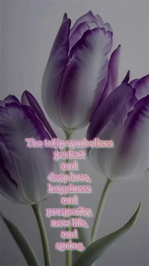 What does tulip symbolize? #love #tulip #beauty #poem