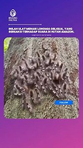 Inilah ulat menari Lonomia obliqua, yang bereaksi terhadap suara di hutan Amazon. #LonomiaObliqua #UlatBeracun #HewanAmazon #FaktaHewan #DuniaSatwa #HewanLangka #RuangFauna | Ruang Fauna