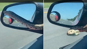 Un serpent fait irruption à sa fenêtre sur l'autoroute
