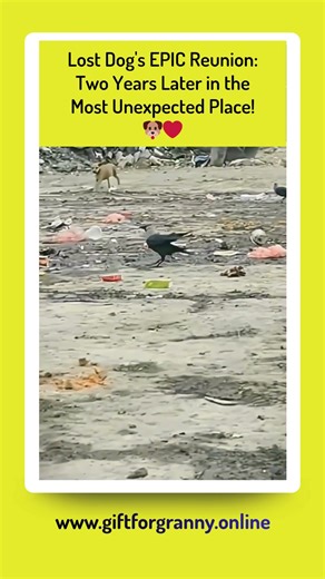 Lost Dog's EPIC Reunion Two Years Later in the Most Unexpected Place! 🐶❤️