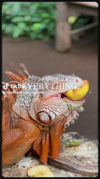 Pretend your on your travels this summer at Stratford butterfly farm and check out our beautiful tropical animals🦋🌿🐜🦎🦜🐍 #traveltiktok #tropicalanimals #stratfordbutterflyfarm #40yearsold #dayoutideas