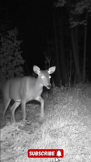 Peaceful Roe Deer in Its Natural Habitat