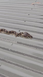 Such beautiful creatures... #snakes #australia #wildlife | Moreton Bay & Brisbane Snake Catchers 24/7