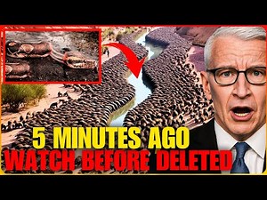 Florida Brought Hundreds of PYTHON KILLERS to State, but NO ONE Expected This to Happen! Documentary