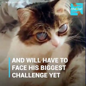 1.7M views · 29K reactions | His eyes are as white as the moon. And...