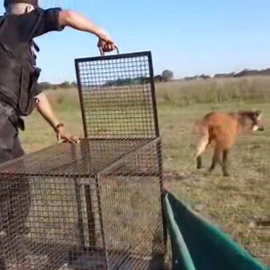 4K views · 104 reactions | Santa Fe AGUARÁ GUAZÚ ES RESCATADO Y...