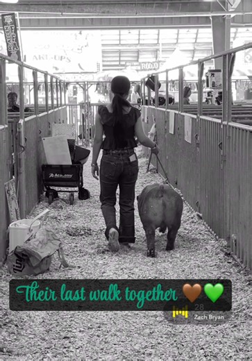 Emotional Journey of Raising Show Pigs