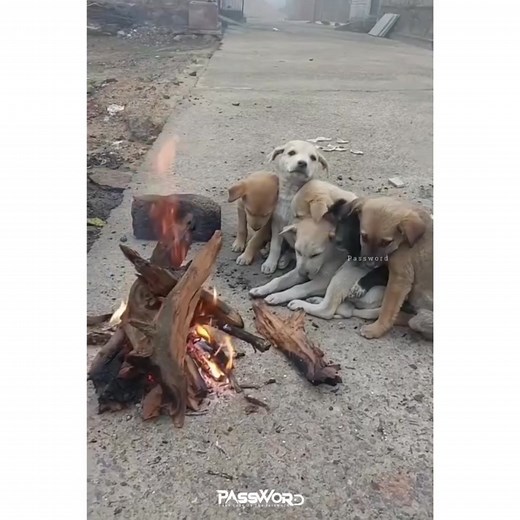 25K views · 1.2K reactions | This winter lets try to bring a little comfort for the homeless, for the innocents...梁❤️ | Password - পাসওয়ার্ড | Facebook