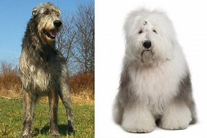 Irish Wolfhound Old English Sheepdog Mix: Meet This Noble, Loving Watch Dog | Fluffy Dog Breeds