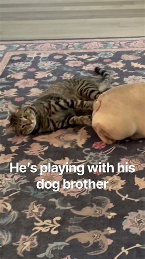 He’s playing with his dog brother #cat
