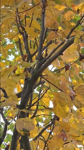 Natur erleben Vögel singen 🐦 birds squirrel wildlife birdsounds #nature vogel