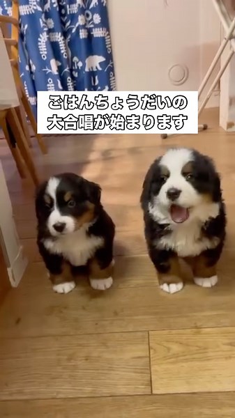 This is what happens to my Bernese puppy 15 minutes before every meal #bernesemountaindog #puppy ...