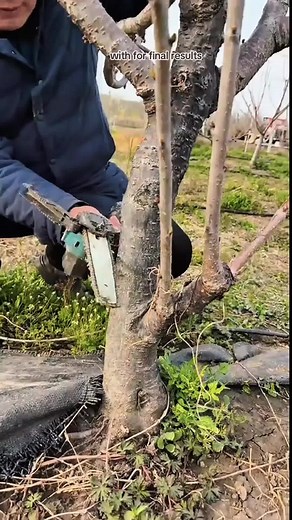 How to Prune a Cherry Tree: A Step-by-Step Guide