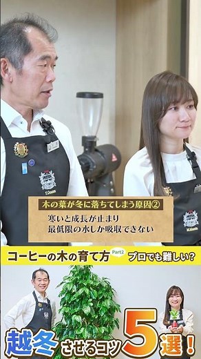 【重要】コーヒーの木の育て方について解説します！Part2 越冬がポイント！ #Shorts