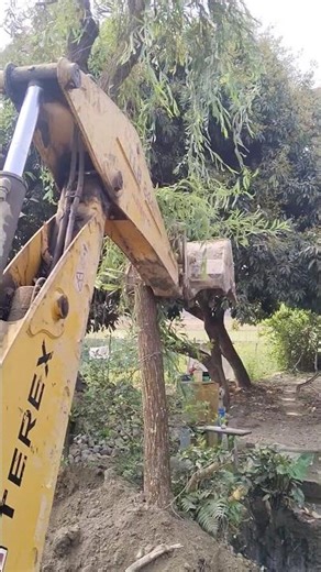 Backhoe loader felling a tree.#jcb #terex #excavator #construction #truck #tractor