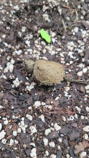 Baby Snapper #turtle #tiny #naturelovers #snappingturtle #spring
