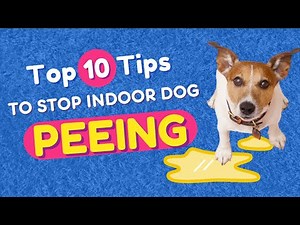 STOP Your Dog From Peeing Indoors with THESE 10 Simple Hacks! 😱 | Stop Indoor Incidents