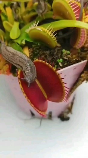 Animal Planet on Instagram: "Slug going in a Venus fly trap 華 Follow - @nature.animalplanet Follow - @nature.animalplanet Follow - @nature.animalplanet Credits- interestingplant (tt) --- Like❤| Share| Comment | Follow #slug #wildlife"