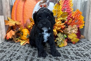 Becca - Cockapoo Puppy CE5173