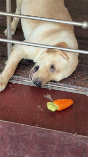 Funny buddies 🐶😅💕💕 #funnydog #dogplaying #dog #cute #pets