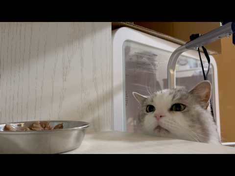 Piko tries to steal Maple's food!Piko's exercise plan