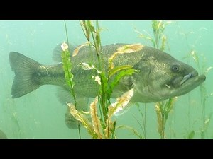 ブラックバス水中映像 河口湖ウィードエリアにいたビックバス