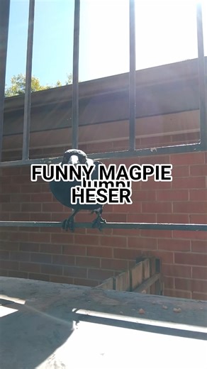 Funny magpie hesitating to jump,jumps eating some flys away