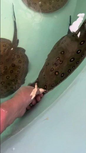 Feeding the breeder stingrays at Global Fish Co.