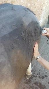 22K views · 29 reactions | Good morning, and welcome to our Horse...