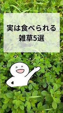 近所で発見！実は食べられる雑草5選！