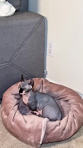 Tatsiana Demchenko | Make a super easy pet bed from an old blanket 😈 Follow for more #catslovers #cat #cats #pet #catmom #pets #catsoftiktok #sweetcat #meow... | Instagram