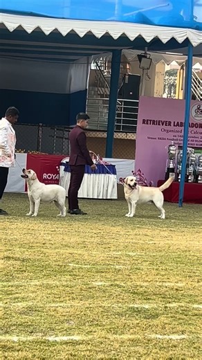 Labrador In Calcutta Canine Club Dog Show #labrador #dogshow2025 #viralshort #trendingnow #shorts