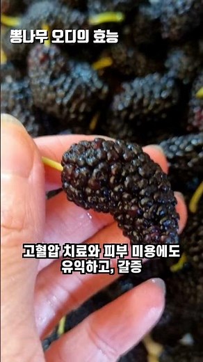 뽕나무 오디의효능, 오디즙 만드는법은?