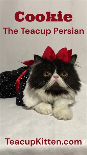 Cookie, Full Grown Adult Teacup Persian Cat - Teacup Kitten.com #teacuppersian #teacupcat