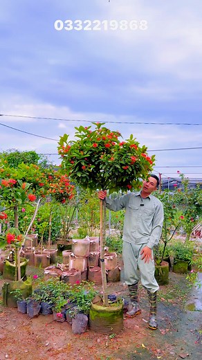 52 reactions · 46 comments | Những cây mẫu đơn ta văn chấn cao 1m7-1m8 thoát thân 1m-1m2 cực đẹp ạ , Vanh gốc 10-12cm ạ . Phù hợp với trồng cổng vào, sân vườn ạ . Anh chị cần mua cây xin gọi 0332219868 e Ngọc Hn ạ #xuhuong #cay #caymaudon #maudonta #maudonvanchan #ngochoahong | NhàVườn Ngọc Hoa Hồng | Facebook