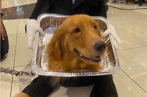 Student in 'expensive' rice sack, dog in puppet tray gain buzz for Halloween