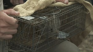 4.7K views · 487 reactions | Tomorrow! The smallest North American rabbit, the pygmy rabbit can only be found in the Columbia Basin area in Washington State. Watch as Jeff Corwin and the Washington Department of Fish & Wildlife fight to make pygmy rabbit populations self-sustaining. #WildlifeNation | Wildlife Nation | Facebook