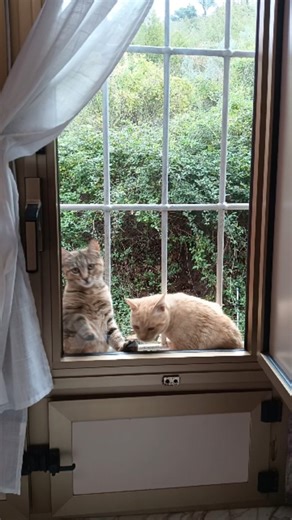 Dei tipi sospetti tanto tentando di entrare dalla finestra 🤣 . #cats_of_instagram #catlovers #gattiitaliani #gattidiinstagram #gattini #gatto #gattomania #catvideos #catgram #catreel #catreelstagram #catreelsvideo | Gennaro Russo