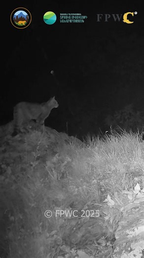 Caucasus Wildlife Refuge on Instagram: "The Hidden Threat to the Wildcat 🔬 It’s an interesting fact: according to some scientific views, the biggest threat to the Wildcat (Felis silvestris) population is not poaching, but hybridization (cross-breeding) with domestic cats. Since they are genetically very close, they interbreed easily. This leads to the dilution of the "pure" wildcat gene pool, and many scientists find it difficult to distinguish pure species from hybrids even by external charact