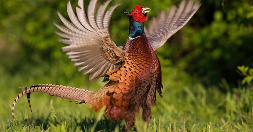 What Do Pheasants Eat? 12 of their Favorite Foods
