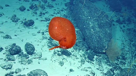 Incredible ROV Footage of a Red Balloon-Like Octopus