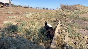 5.6K views · 465 reactions | PEST CONTROL SERVICES FOR HIRE! While he may not be entirely successful ridding your house of pests, he’ll sure look cute doing it! | Where's Franklin? | Facebook