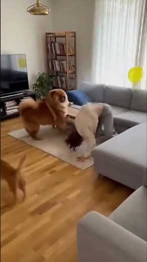 Chowchow Pops a Balloon #FUNNY #Animal #Prank Video - Cats Going Mad Over Balloon Blast Shorts #dogs