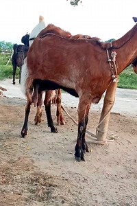 Two goats enjoying a beautiful moment I cute animali advance goat farm #reelsvideo #reel #reels #shorts #viralreel #Reels #reelsfb #reelviral 2024 August30 e2e | Advanced Goat Farm
