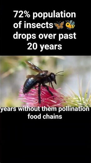 "The Alarming Decline of Insects 🐞⚠️"#didyouknow#nature #climatechange