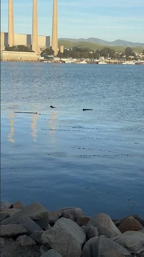 Live! Morro Bay - sea otters and ocean views Viewing pleasure