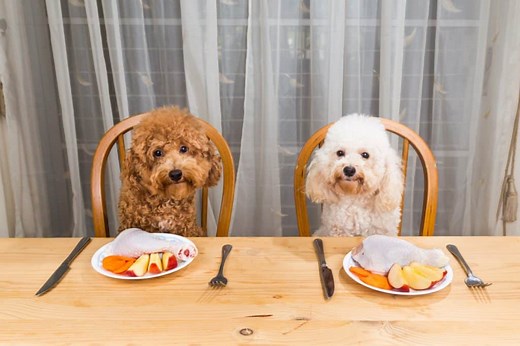 Fruits Poodles Can and Cannot Eat: Which Are Safe? | Poodle Report