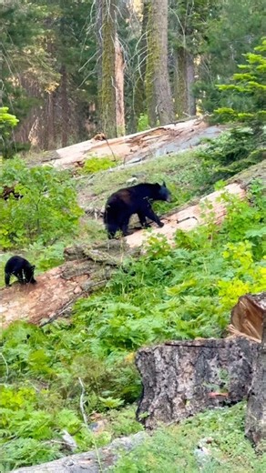 Black Bear and Her Cub at Sequoia National Park!
