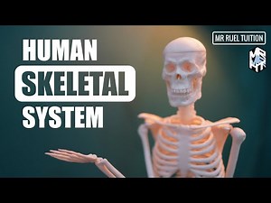 Human Skeletal System (with model - Mrs Skelly)